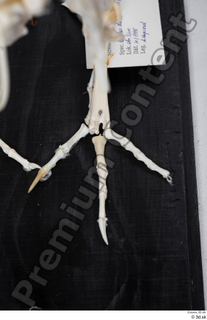 Chicken skeleton chicken skeleton 0094.jpg